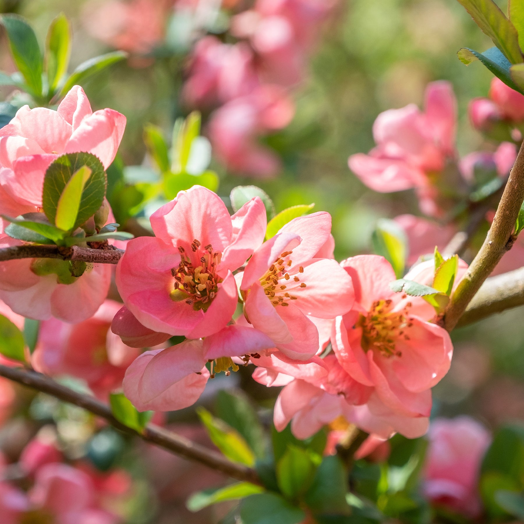 Zierquitte Pink Lady - Willemse