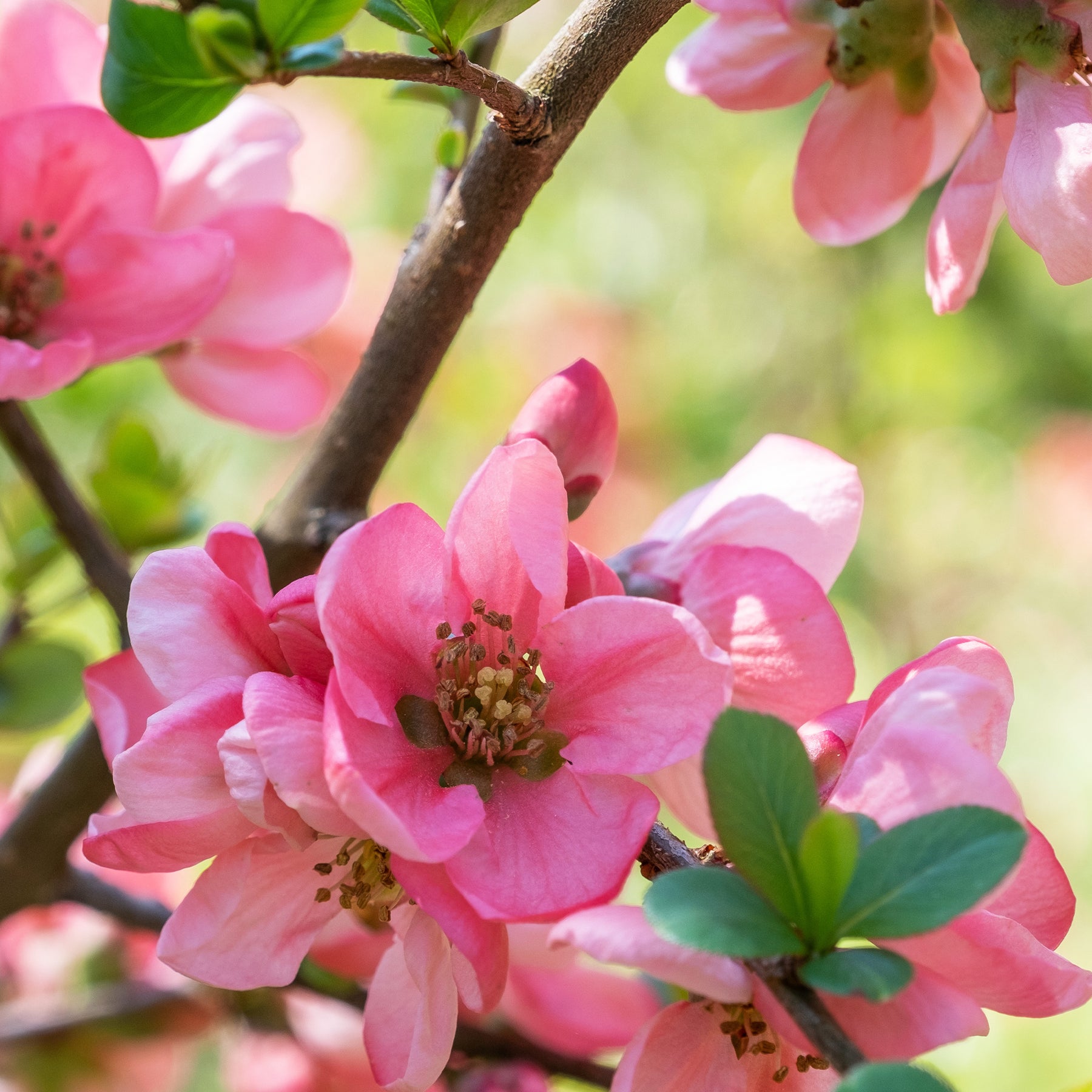 Zierquitte Pink Lady - Chaenomeles x superba Pink Lady - Willemse