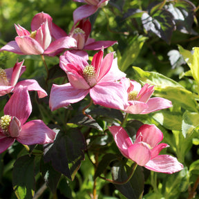 Berg-Waldrebe Broughton Star - Clematis montana Broughton star - Willemse
