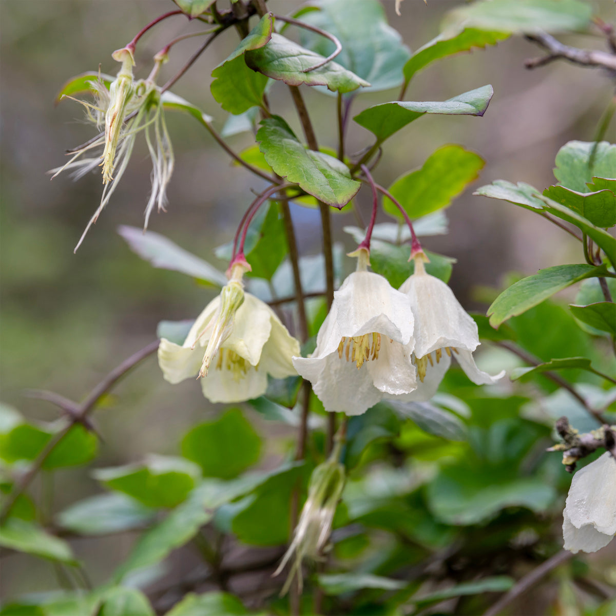 Winter-Waldrebe ‘Jingle Bells’ - Willemse