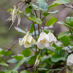 Winter-Waldrebe ‘Jingle Bells’ - Willemse