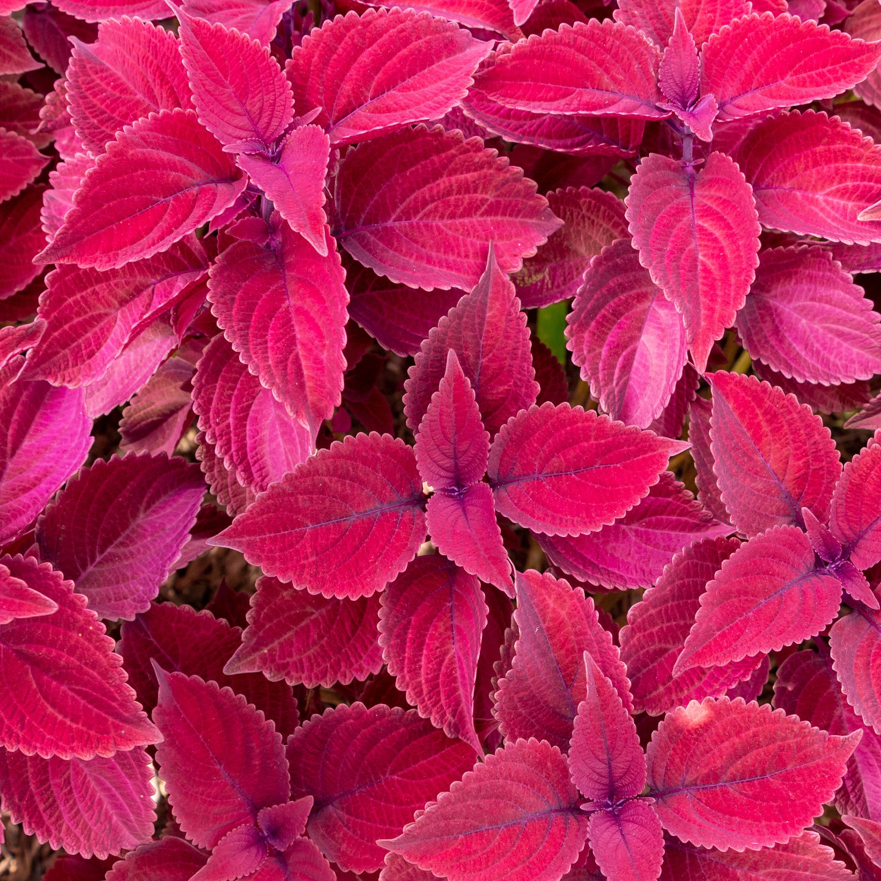 Buntnessel ‘Red Head’ - Coleus Redhead - Willemse
