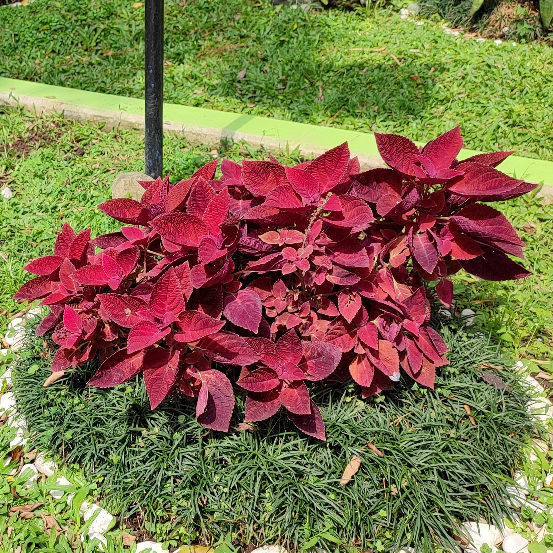 Buntnessel ‘Red Head’ - Willemse