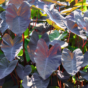 Elefantenohr ‘Black Magic’ - Colocasia rubra Black Magic - Willemse