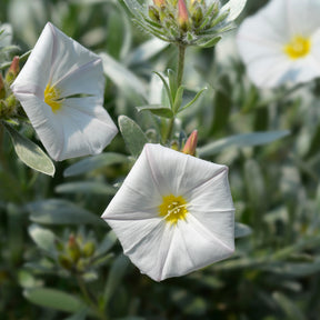 Silberwinde - Convolvulus cneorum - Willemse