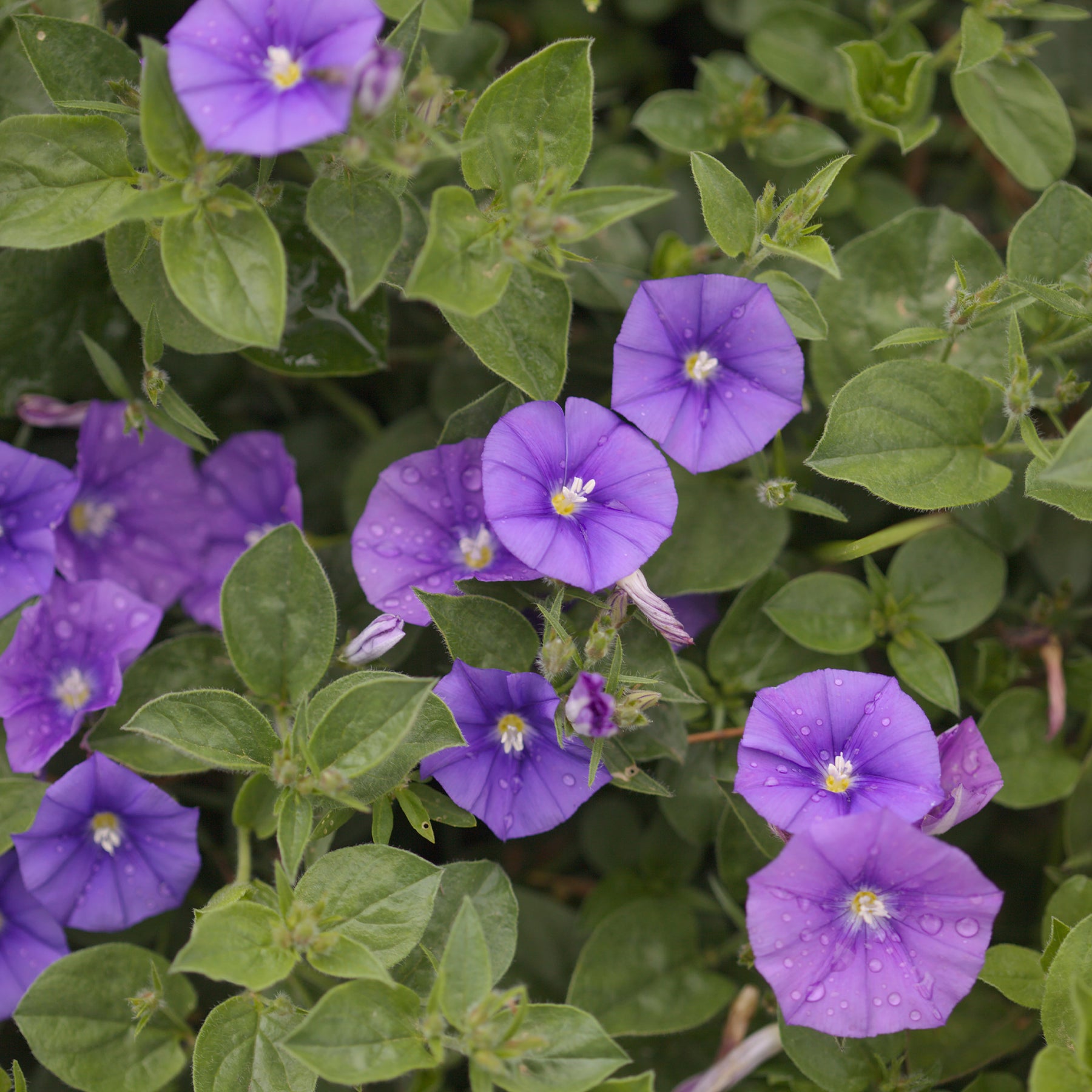 Mauretanische Winde New Blue® - Convolvulus manati Deep Blue - Willemse