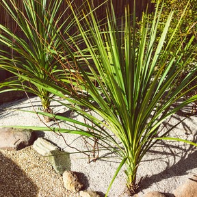 Cordyline (Kohlpalme) - Willemse