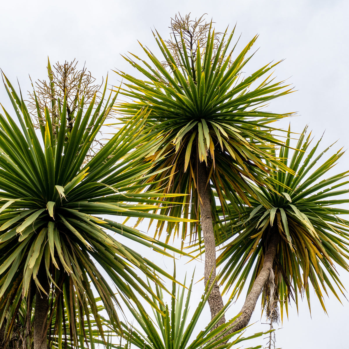 Cordyline (Kohlpalme) - Cordyline australis - Willemse
