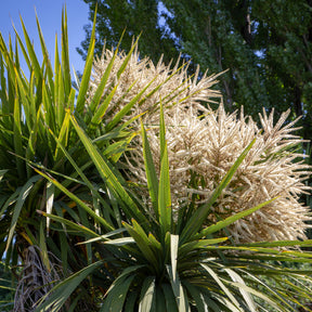 Cordyline australis - Cordyline (Kohlpalme) - Cordyline