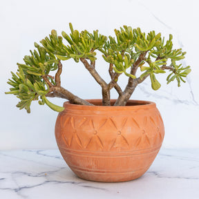 Jadebaum ‘Gollum’ - Crassula ovata Gollum - Willemse