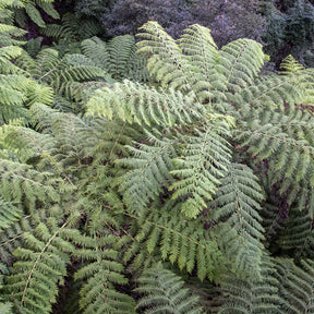 Baumfarn - Cyathea australis - Willemse