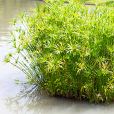 Cyperus alternifolius - Zypergras - Uferpflanzen
