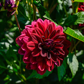 Dahlie ‘Arabian Night’ - Willemse
