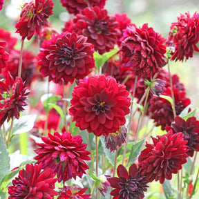 Dahlie ‘Arabian Night’ - Dahlia Arabian Night - Willemse