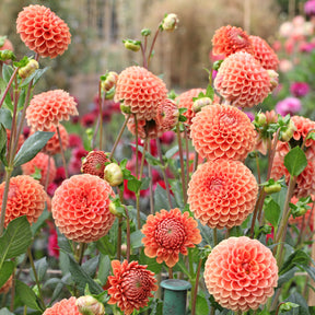 Dahlia Cornel Brons - Ball-Dahlie ‘Cornel Bronze’ - Dahlien-Zwiebeln