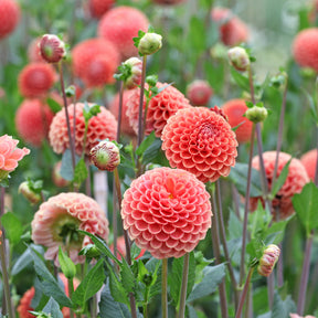 Ball-Dahlie ‘Cornel Bronze’ - Willemse