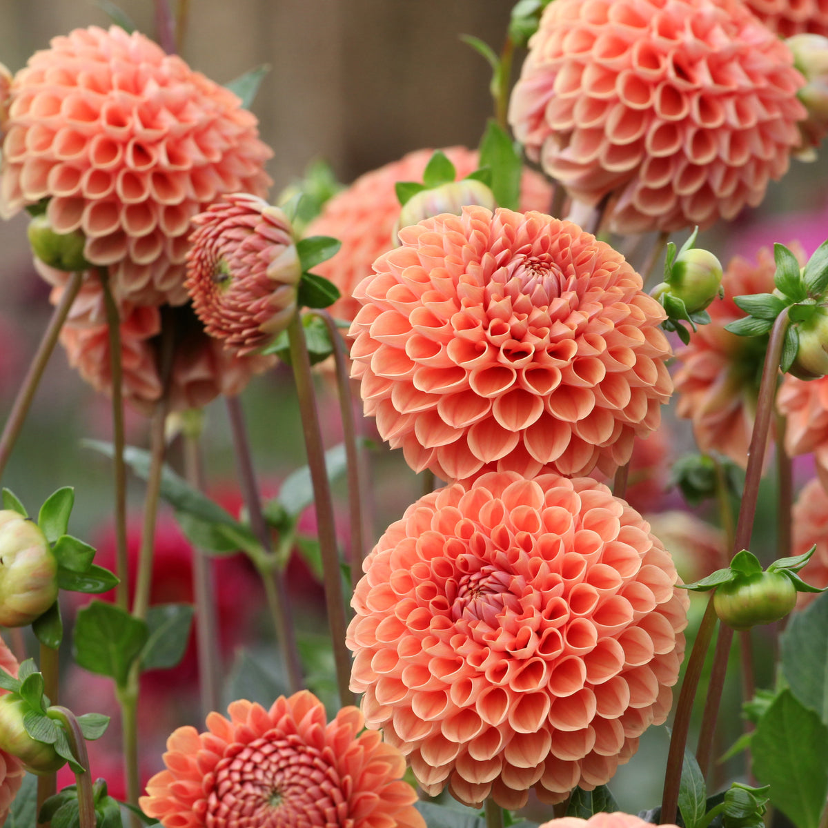 Ball-Dahlie ‘Cornel Bronze’ - Dahlia Cornel Brons - Willemse