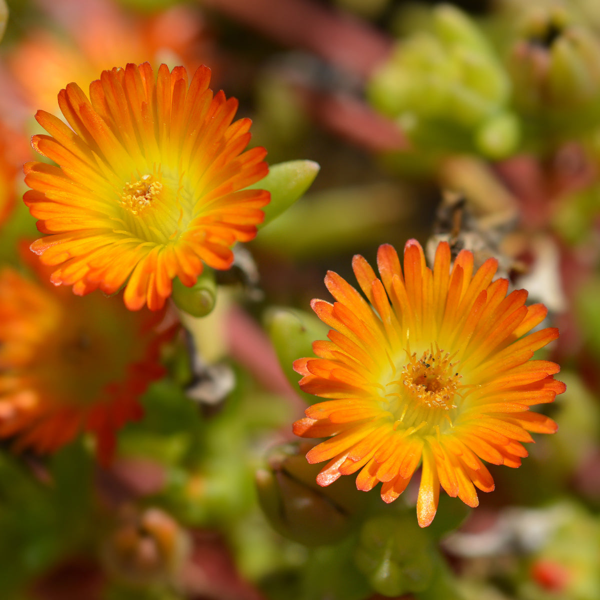 Mittagsblume ‘Wheels of Wonder’® Orange - Delosperma Wheels of Wonder® Orange - Willemse