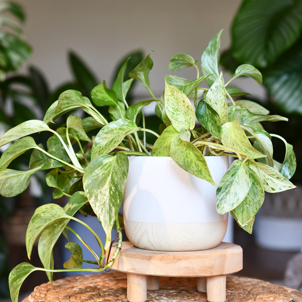 Efeutute - Epipremnum aureum - Willemse