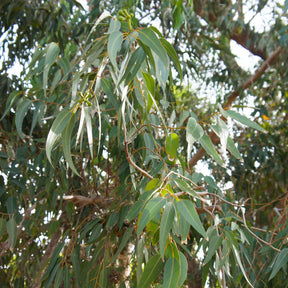 Eucalyptus citriodora - Zitronen-Eukalyptus - Eucalyptus - Eukalyptus