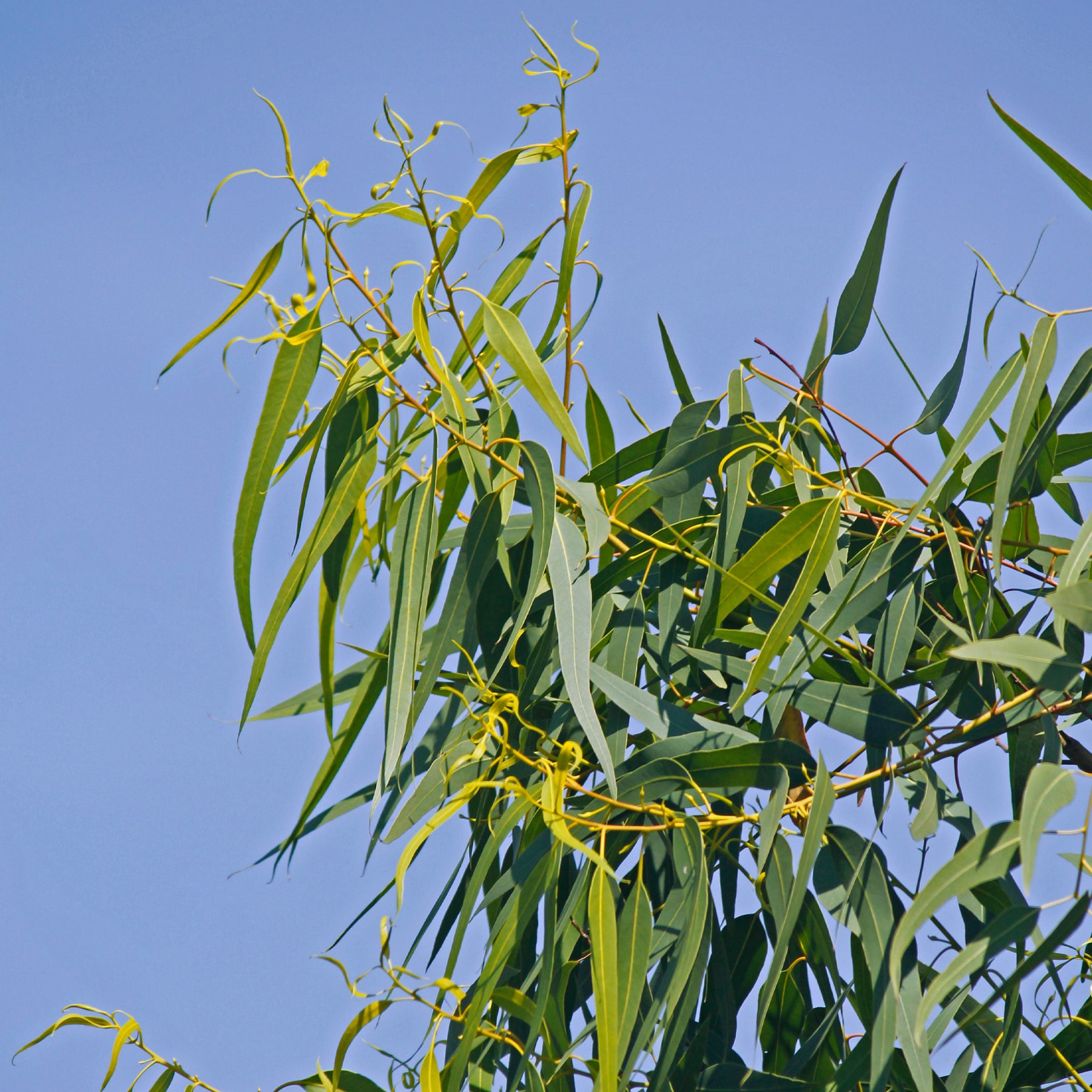 Zitronen-Eukalyptus - Willemse