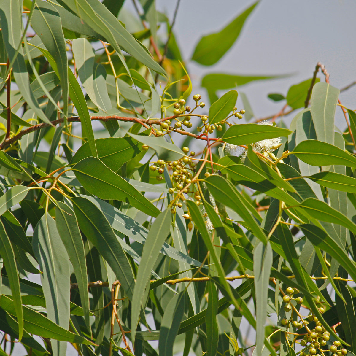 Zitronen-Eukalyptus - Eucalyptus citriodora - Willemse