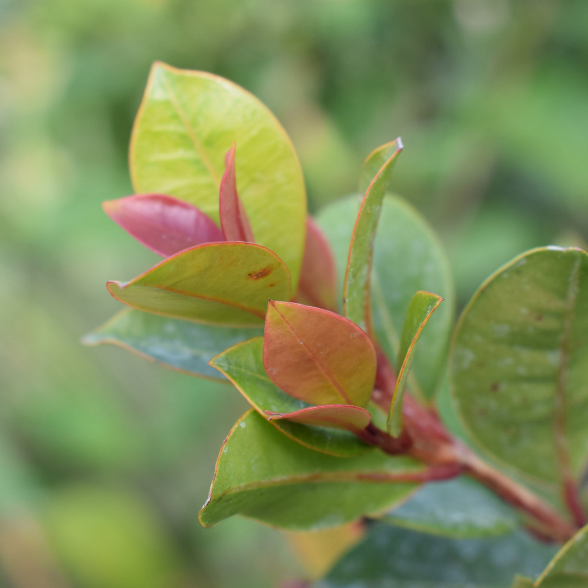 Australische Myrte ‘Newport’ - Willemse