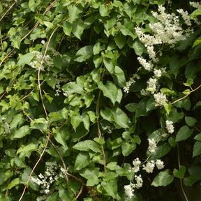 Kletternder Aubert-Knöterich - Fallopia aubertii - Willemse