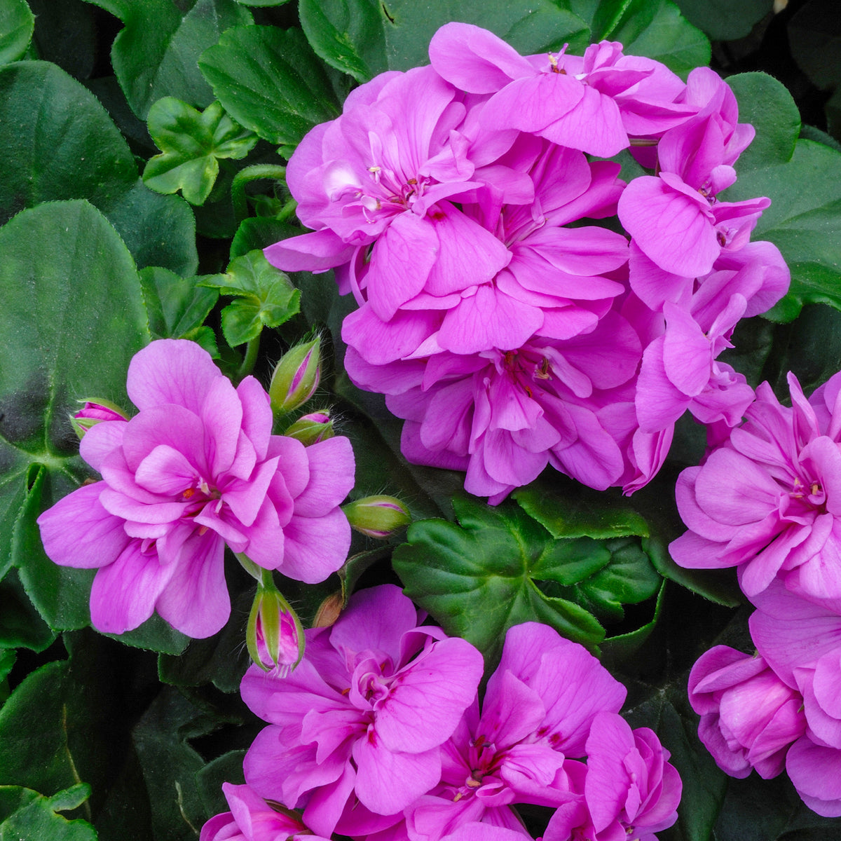 Efeu-Geranie gefüllt Lila - Pelargonium peltatum lilac - Willemse