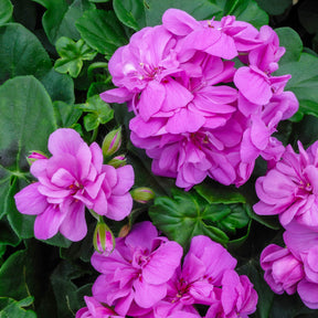 Efeu-Geranie gefüllt Lila - Pelargonium peltatum lilac - Willemse