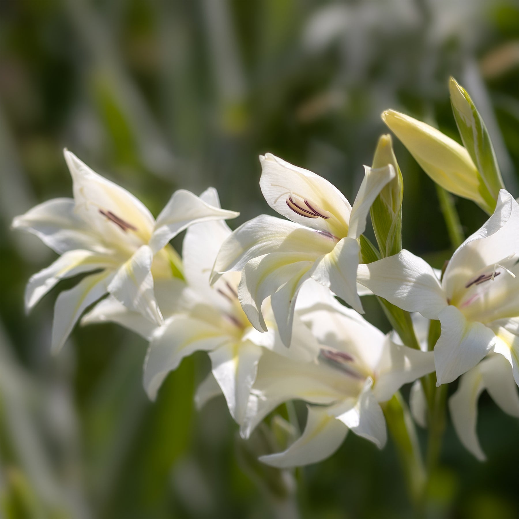 Zwerg-Gladiole The Bride (x20) - Gladiolus colvillei The Bride - Willemse