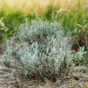 Currykraut ‘Aladin’ - Helichrysum italicum Aladin - Willemse