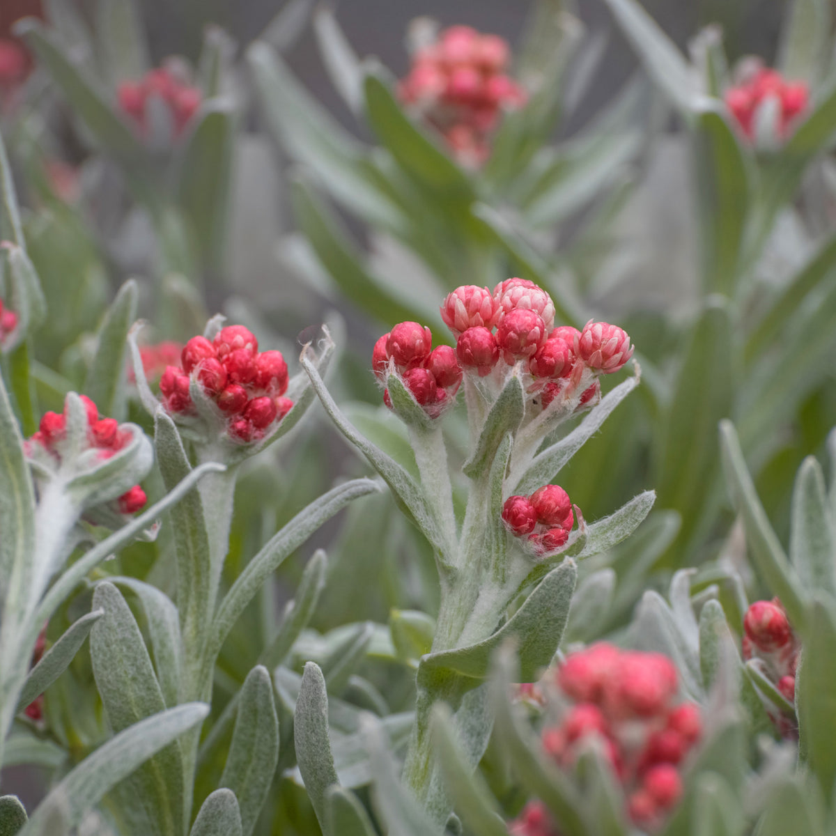 Currykraut ‘Ruby Cluster’® - Helichrysum amorginum Ruby Cluster ® - Willemse