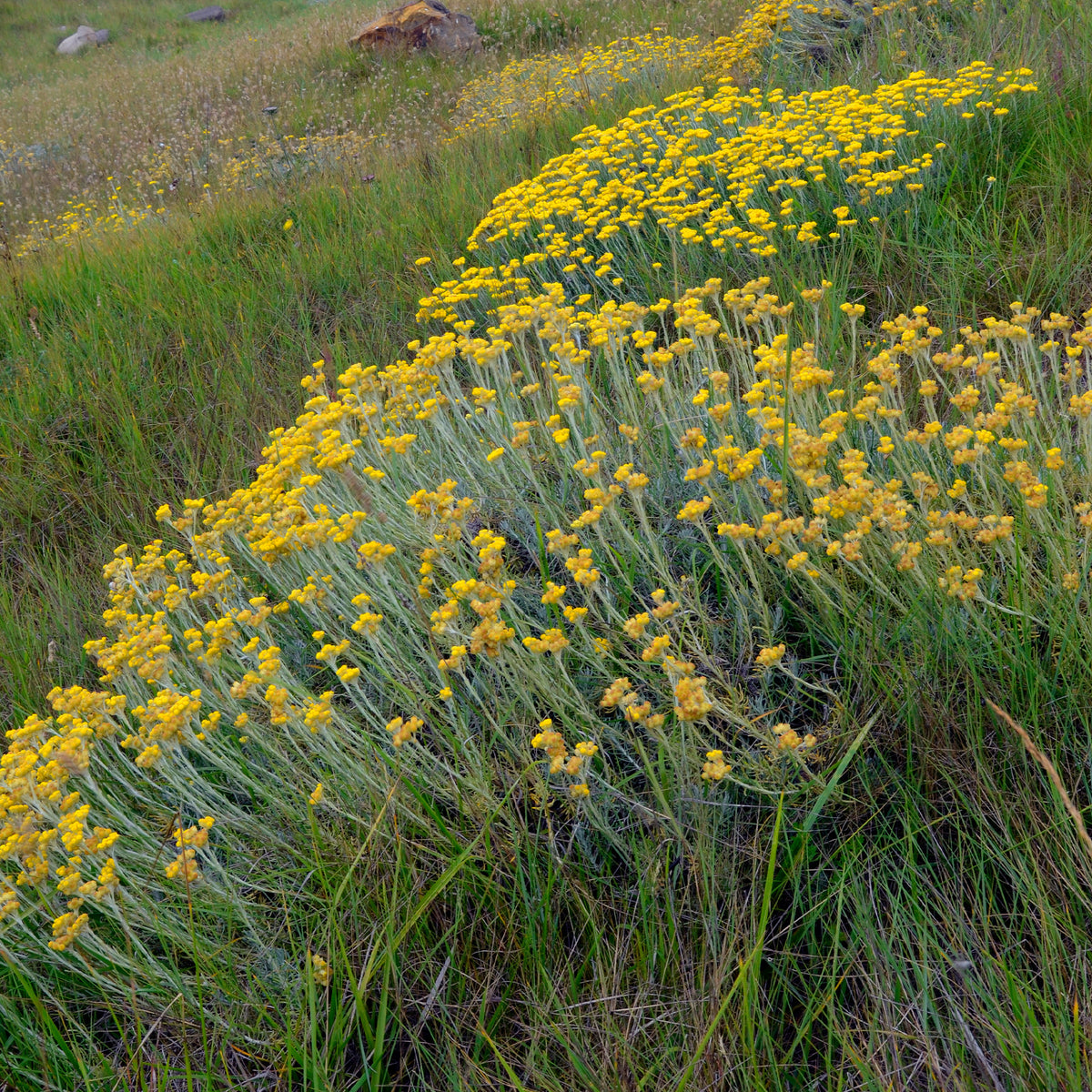 Currykraut - Helichrysum stoechas - Willemse