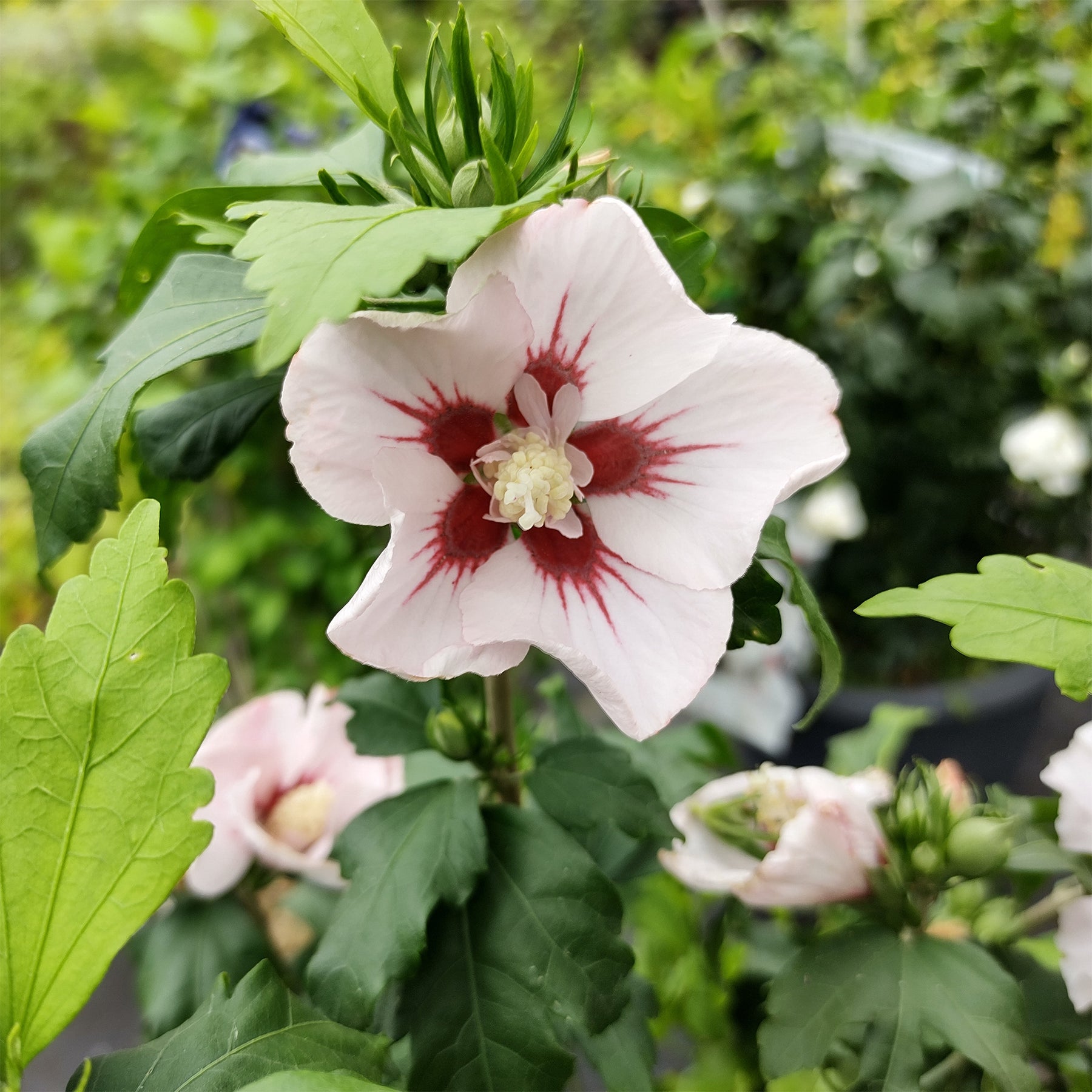Japanischer Hibiskus ‘Hamabo’ - Hibiscus syriacus Hamabo - Willemse
