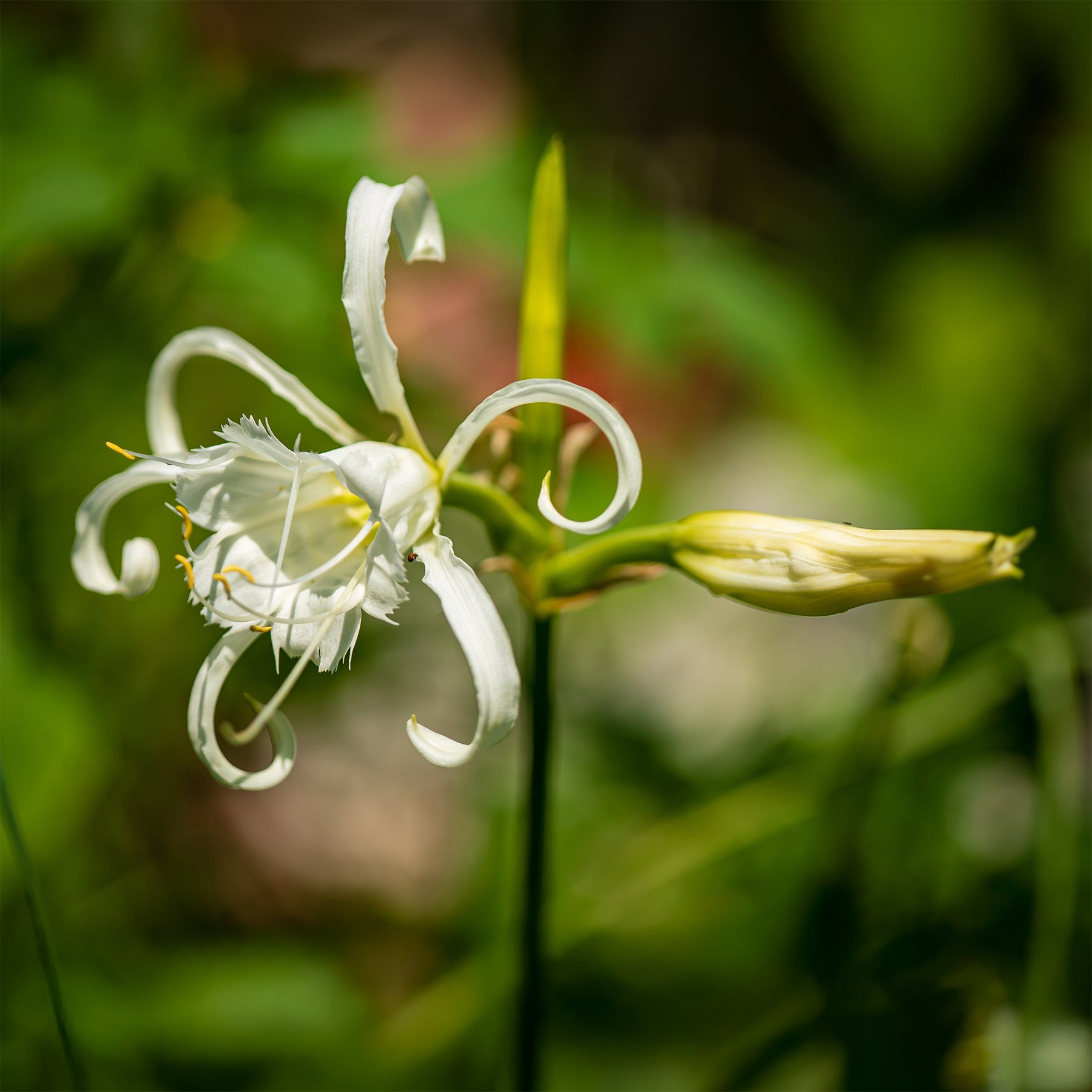 Spinnenlilie Weiß (x3) - Hymenocallis longipetala - Willemse