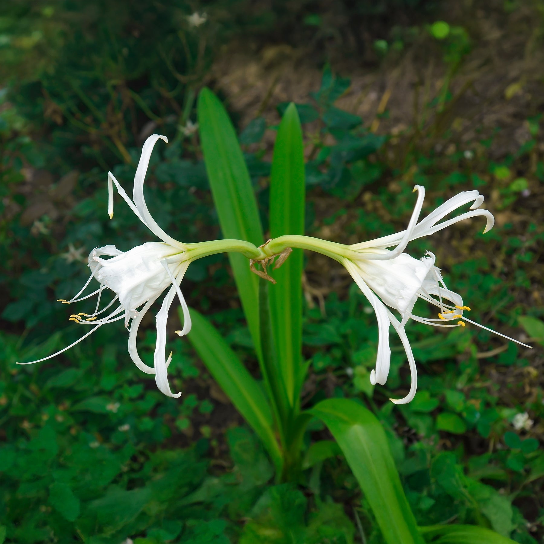 Spinnenlilie ‘Festalis’ (x3) - Hymenocallis x festalis - Willemse