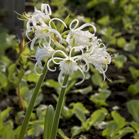 Spinnenlilie ‘Festalis’ (x3) - Willemse