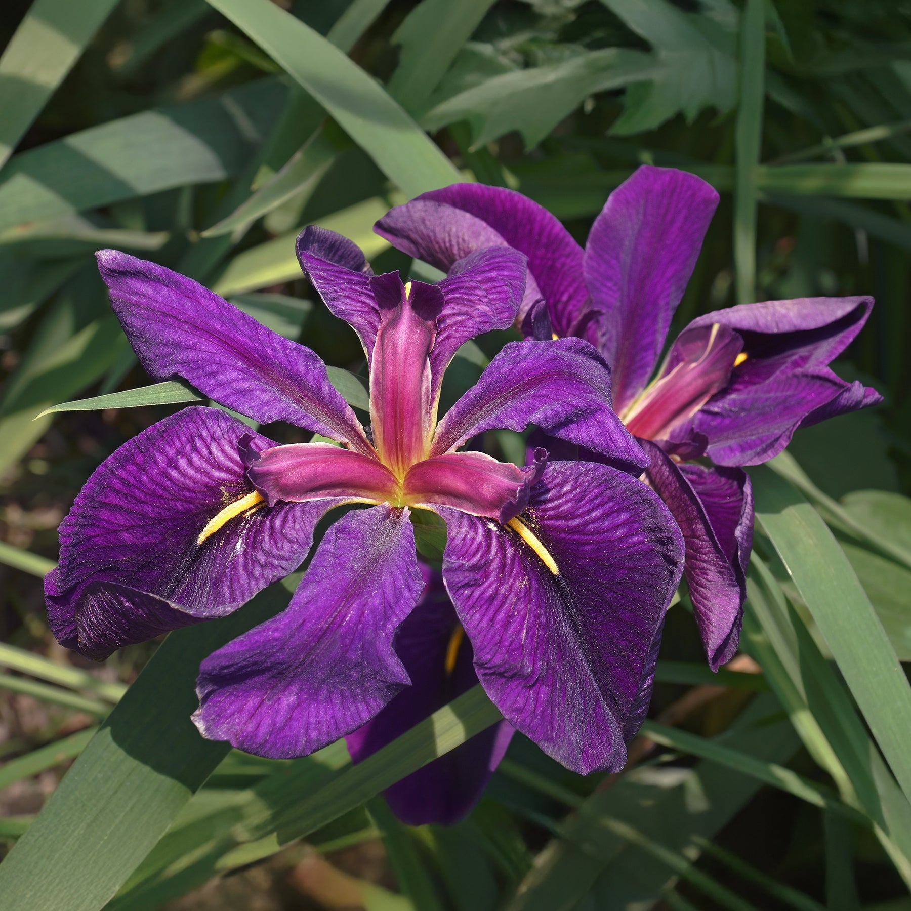 Louisiana-Iris 'Black Gamecock' (Schwarze Schwertlilie) - Iris louisiana Black Gamecock - Willemse