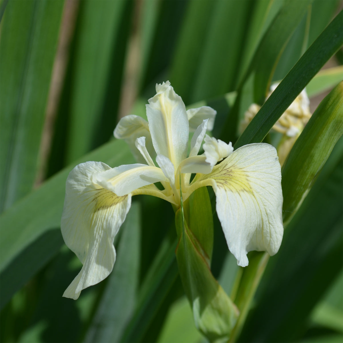 Sumpf-Schwertlilie ‘Alba’ - Iris pseudacorus Alba - Willemse