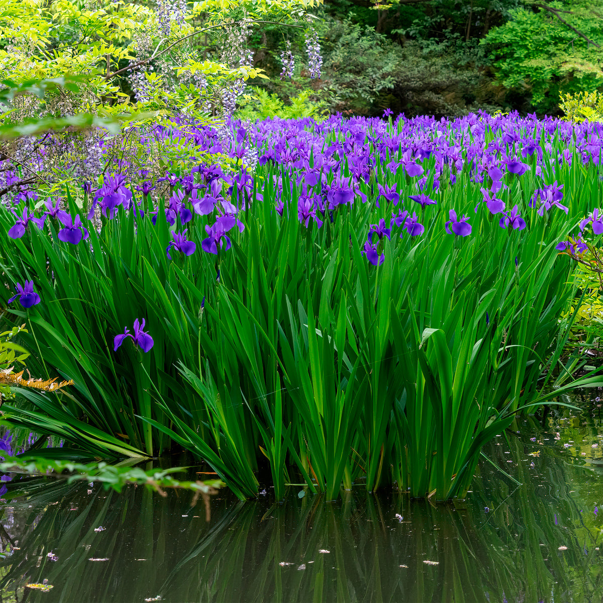 Iris pseudacorus Blau - Iris pseudacorus Blue - Willemse