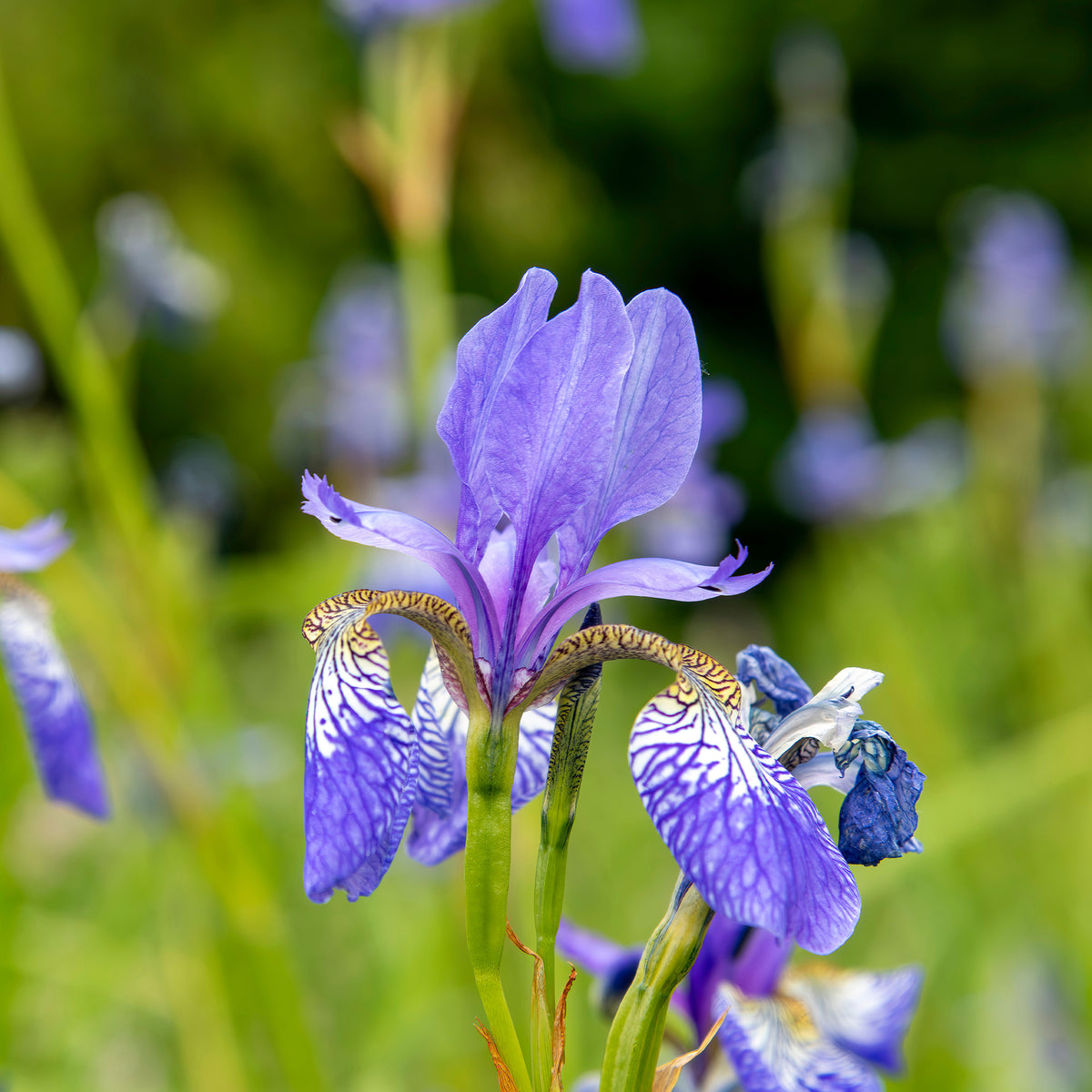 Sibirische Schwertlilie ‘Fran’s Gold’® - Iris siberica Fran's Gold ® - Willemse