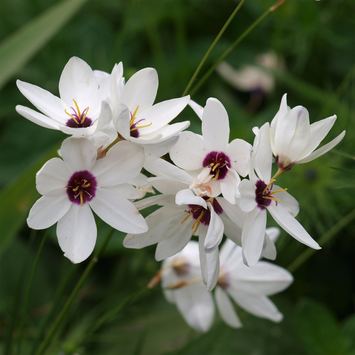 Ährenlilie 'Giant' (x25) - Ixia Giant - Willemse