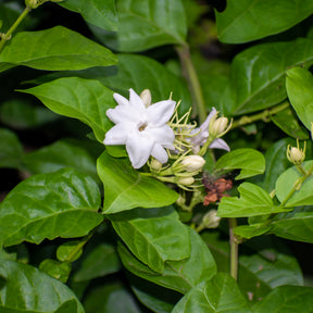 Arabischer Jasmin - Willemse
