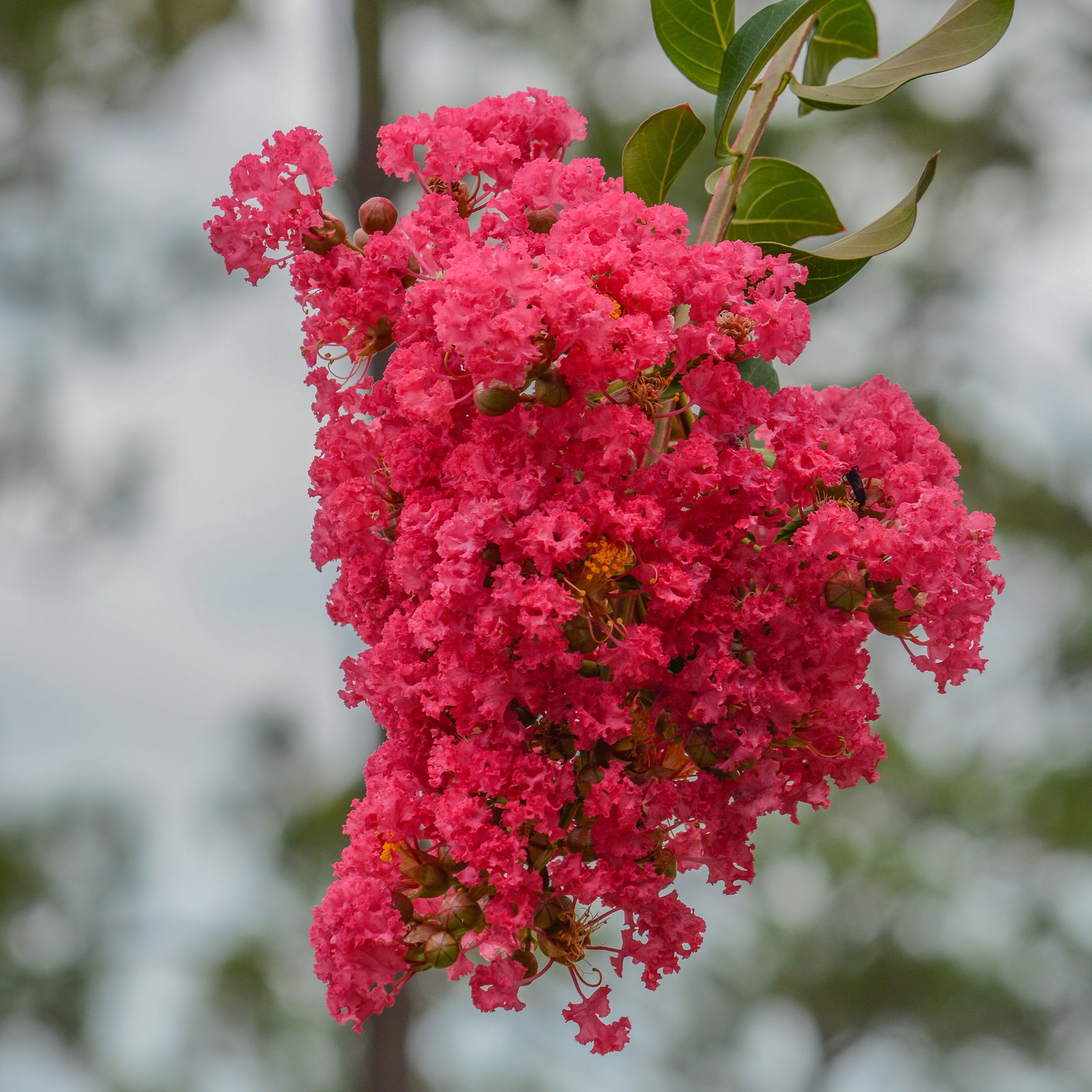 Indischer Flieder Dynamite - Lagerstroemia indica Dynamite - Willemse