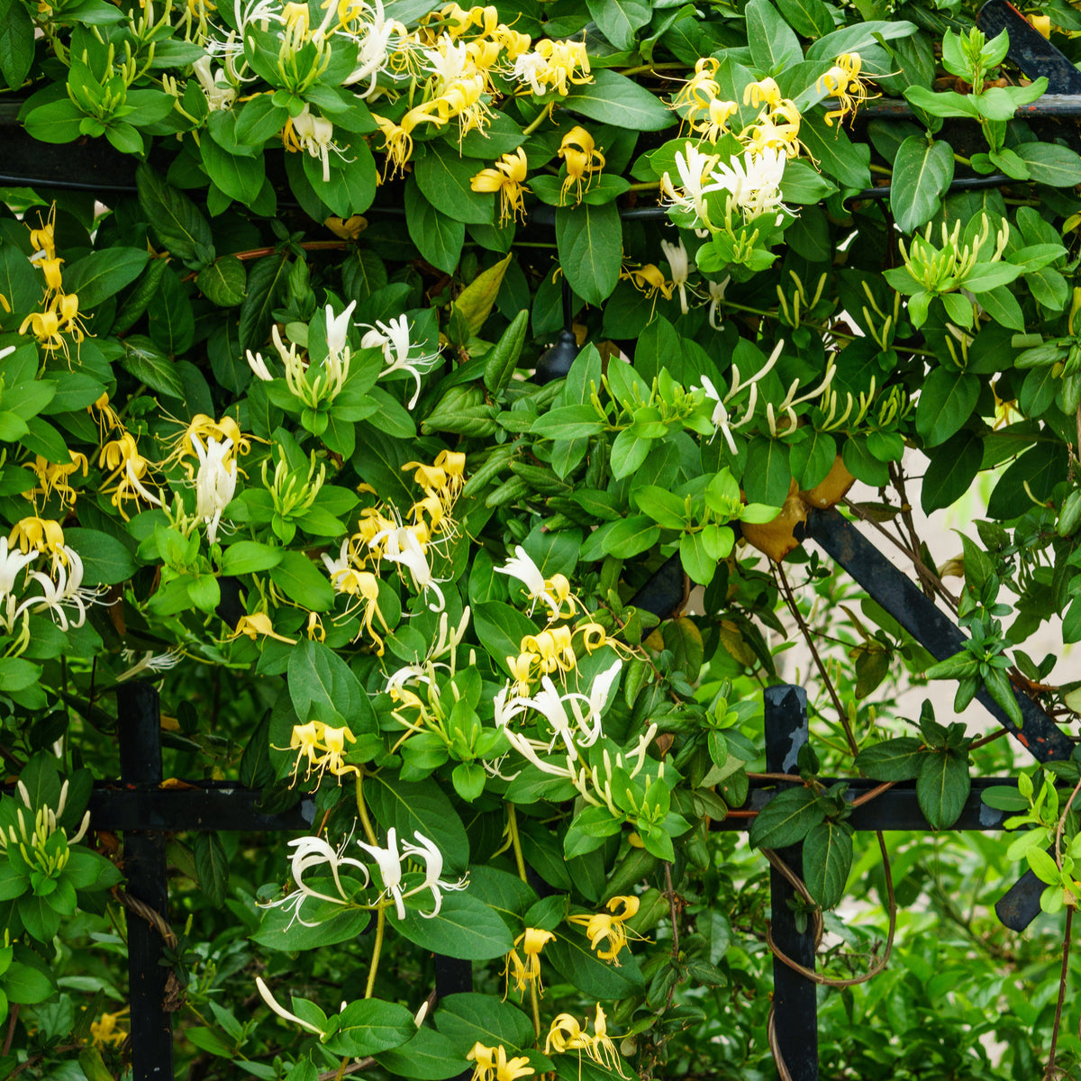Hall's Prolific Japanisches Geißblatt - Lonicera japonica Hall's Prolific - Willemse