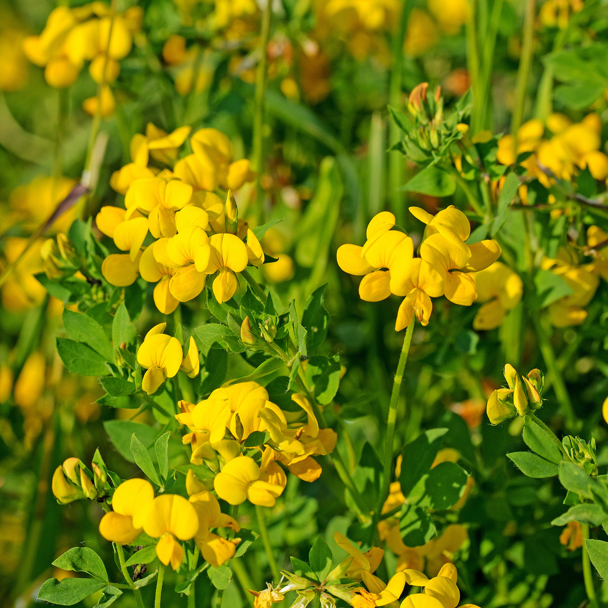 Hornklee - Lotus corniculatus - Willemse