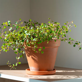 Muehlenbeckia complexa - Mühlenbeckia (kriechend & kletternd) - Hängende Pflanzen für Terrasse und Balkon