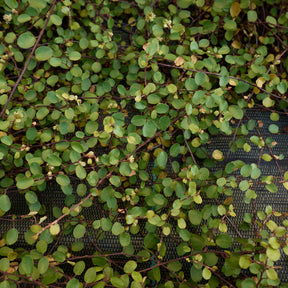 Mühlenbeckia (kriechend & kletternd) - Muehlenbeckia complexa - Willemse