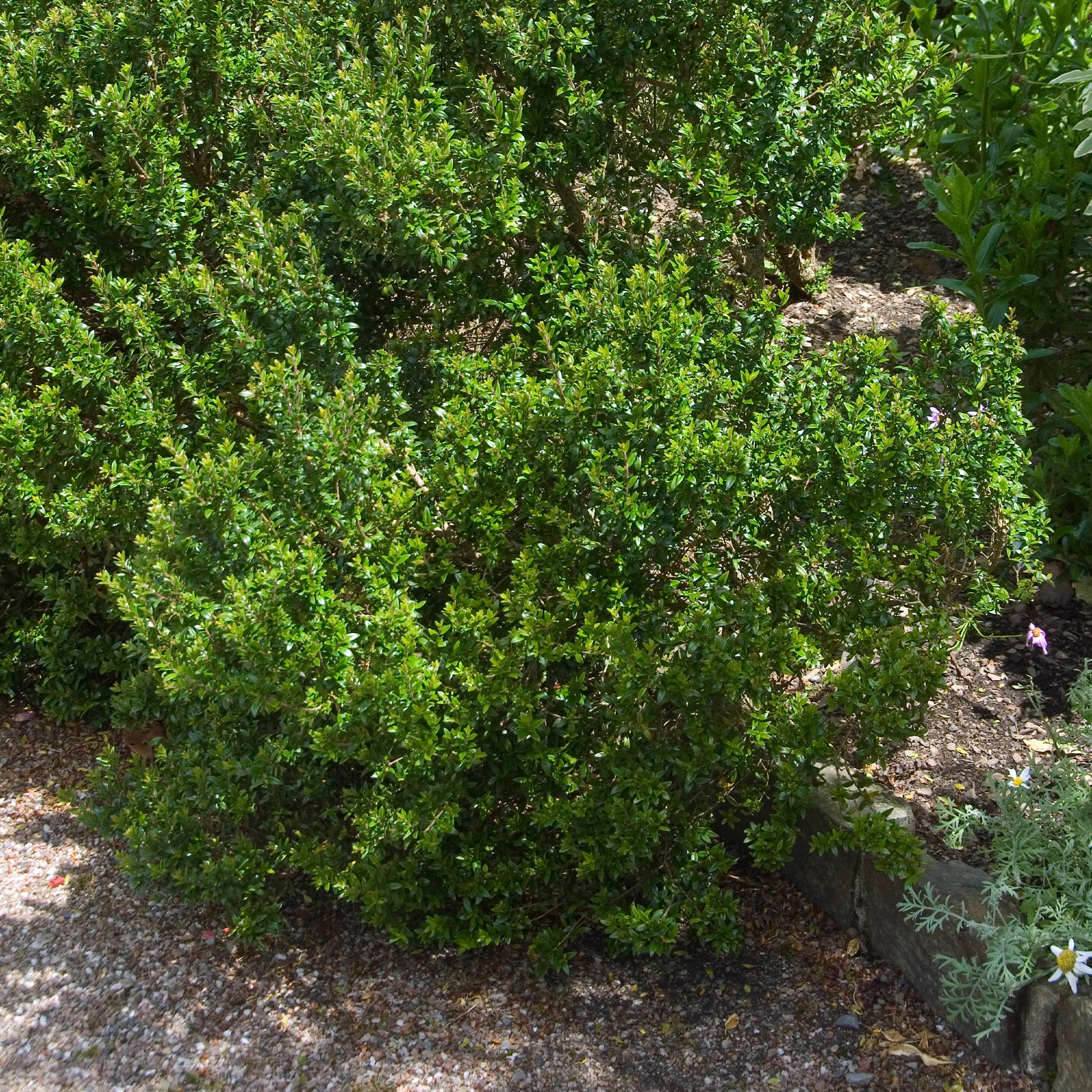 Myrtus communis Tarentina - Tarent-Myrte - Mediterrane Außenpflanzen